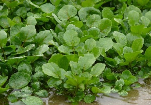 potocarka7