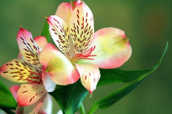321241-ljiljanbeautiful-bloom-blooming-blossom-132468-iff