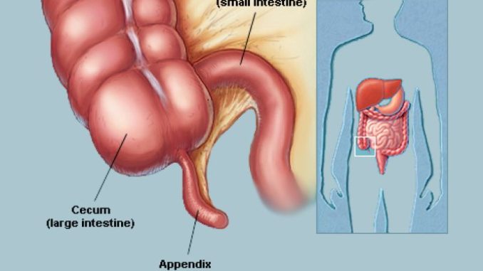 652a7c77-cae8-4c3a-83e9-460e0a0a0a64-appendix3-690x480-1
