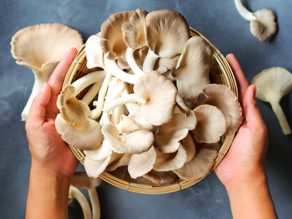 245359_shutterstock-1746641741_ff bukovače, pečurke