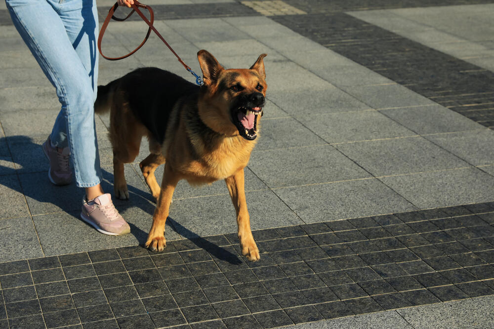 344709_shutterstock-2027459693_ff Pas
