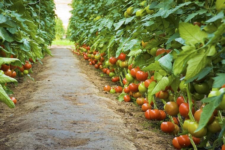 image Slika ima prazan alternativni atribut; njen naziv fajla je 253608_shutterstock-81376654_ls-1.jpg