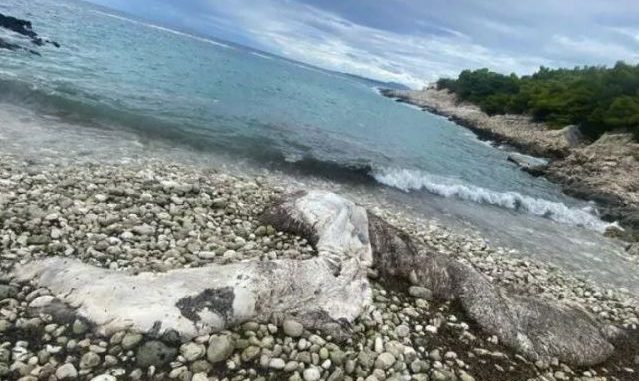 neocekivan-prizor-na-jadranskoj-obali-pogledajte-sta-je-more-izbacilo-na-plazu